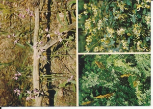 Woliński Park Narodowy - 045323