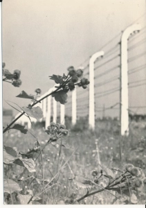 Oświęcim Brzezinka - 048854