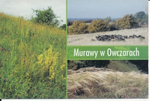 Murawy w Owczarach - 049586