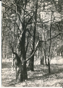 Bory Tucholskie rezerwat cisów - 050361