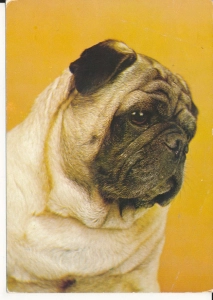Mops pies psy - 050485
