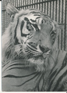 Tygrys Panthera tigris L. - 050488