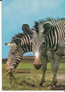 Zebra Grevyego - 050490