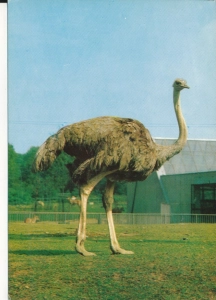 Chorzów ogród zoologiczny - 050501