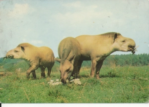 Chorzów ogród zoologiczny - 050502