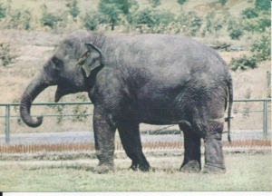 Śląski ogród zoologiczny - 050504