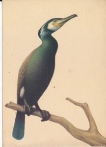 Kormoran ptak ptaki - 050505