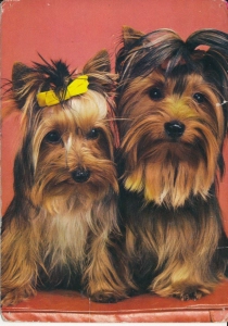 Yorkshire terrier - 050511