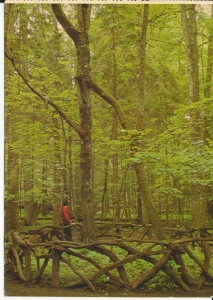 Białowieski Park Narodowy - 051368