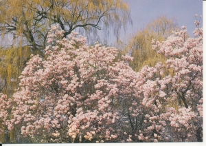 Szczecin Szczecińskie magnolie - 051731