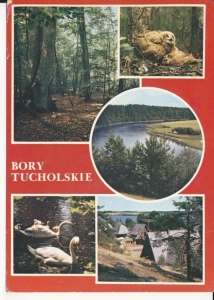 Bory Tucholskie widokowa - 052675