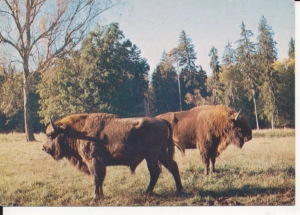Białowieski Park Narodowy - 054468