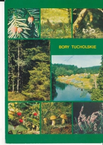 Bory Tucholskie widokowa - 054681