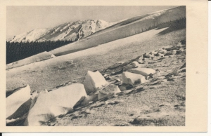 Tatry po przejściu lawiny - 056604