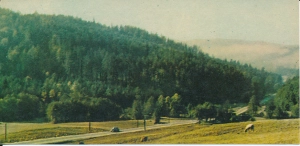 Jawornik Niebylecki - 058251