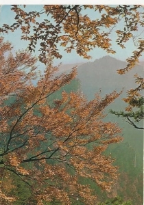 Pieniny widok z Sokolej Perci 03357