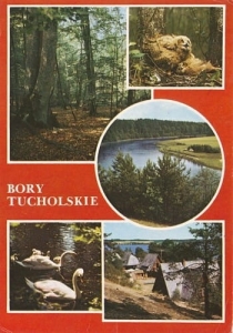 Bory Tucholskie 03629