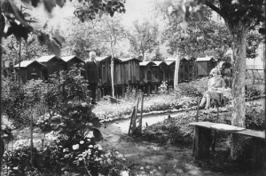 Stara pasieka, ule - Reprodukcja 8819