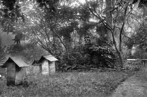 Stara pasieka, ule - Reprodukcja 8821