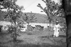 Stara pasieka, ule - Reprodukcja 8822