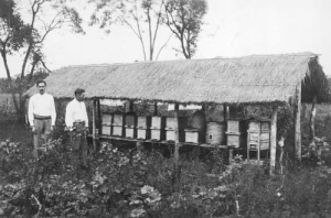 Stara pasieka, ule - Reprodukcja 8823