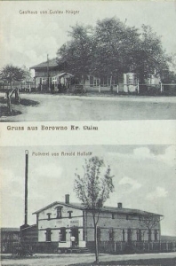 Borówno wiokowa - Reprodukcja 9162