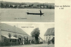 Bielinek widokowa - Reprodukcja 9752