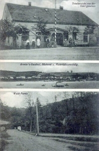 Bielinek widokowa - Reprodukcja 9753