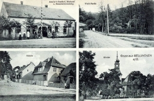 Bielinek widokowa - Reprodukcja 9755
