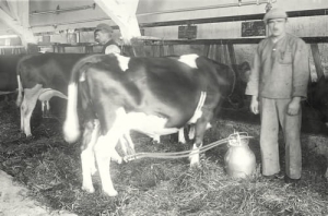 Mleczarnia dojenie krów -Reprodukcja 10470