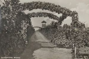 Zaleszczyki Winnice -Reprodukcja 10896