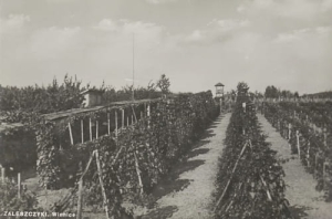 Zaleszczyki winnica -Reprodukcja 10901