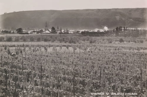 Zaleszczyki winnica -Reprodukcja 10985