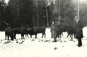 Białowieża - Reprodukcja 14546