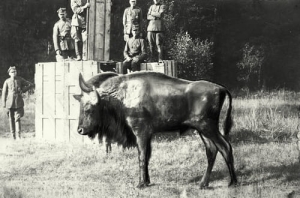 Białowieża - Reprodukcja 14547