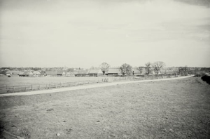 Białowieża - Reprodukcja 14564