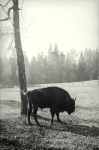 Białowieża - Reprodukcja 14573