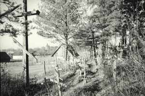 Białowieża - Reprodukcja 14574