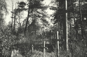 Białowieża - Reprodukcja 14577