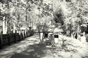 Białowieża - Reprodukcja 14593
