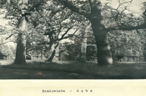 Białowieża - Reprodukcja 14599