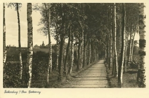 Złocieniec - Reprodukcja 16156