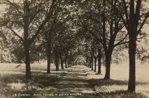 Żywiec Aleja Lipowa - Reprodukcja 5160