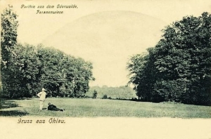 Oława - Reprodukcja 17807