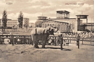 Poznań Ogród Zoologiczny -Reprodukcja 15291
