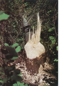 Białowieża - 06630