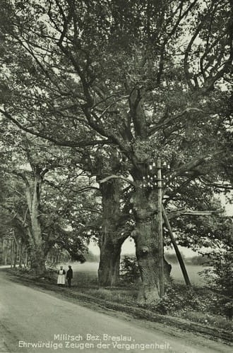 nowe-18561.jpg