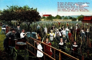 Zielona Góra Winobranie - Reprodukcja 1195