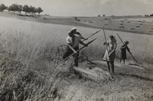 Rekowo żniwa - Reprodukcja 19481