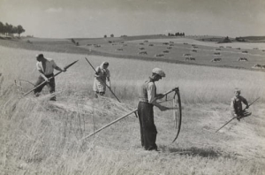 Rekowo żniwa - Reprodukcja 19483
